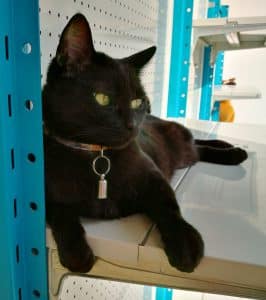 Toelettatura gatti a Creazzo Vicenza