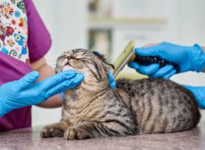 Toelettatura per gatti a Creazzo Vicenza